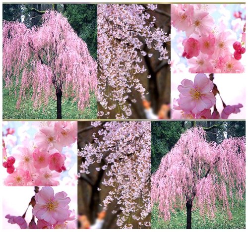 4 Packs x 5 JAPANESE Weeping Cherry Tree Seed - Prunus subhirtella pendula Seeds - WEEPING VARIETY FROM JAPAN - Clusters Of Flowers - Zone 5 - 8 - By MySeeds.Co