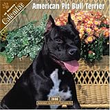 American Pit Bull Terrier 2008 Wall Calendar