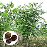 クルミ：鬼クルミ4～5号ポット[オニクルミ 実がつきやすく滋養豊富な胡桃][苗木]