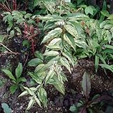 西洋イワナンテン（岩南天）：レインボー2株セット