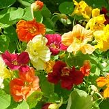 from Seed Needs: Flowers 40 Seeds, Nasturtium Jewel Mixture (Tropaeolum majus) Seeds By Seed Needs