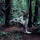 Donkey [VINYL]