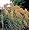 Golden Plume Pampas Grass 25 Seeds
