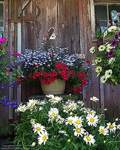 Rustic Flower Baskets, a fine art photograph of a group of colorful flower baskets in front of a weathered shed. Flower power!