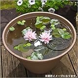 【日比谷花壇】【ネット限定】【送料無料】スイレン栽培セット(ピンク系)