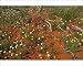 Photographic Prints of Spring Wildflowers - Poached egg daisy, Parakeelya, Blue pincushion from Ardea Wildlife Pets