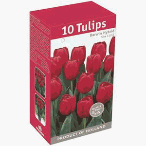 Tulip Bulbs