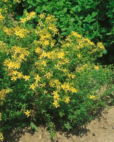 St. John's Wort Seeds - Hypericum Perforatum - .05 Grams - Approx 400 Gardening Seeds - Herb Garden Seed