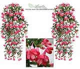 TWO 46" Artificial Fuchsia Hanging Flower Bushes (Beauty)
