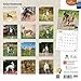 Italian Greyhounds 18-Month 2015 Calendar