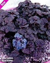 Black Scallop Bugleweed - Ajuga - NEW! - Darkest Form