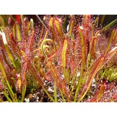 Seedeo Sonnentau (Drosera capensis) 100 Samen inkl. Anzuchtsubstrat