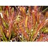Seedeo Sonnentau (Drosera capensis) 100 Samen inkl. Anzuchtsubstrat