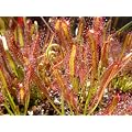 Seedeo Sonnentau (Drosera capensis) 100 Samen inkl. Anzuchtsubstrat