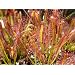 Seedeo Sonnentau (Drosera capensis) 100 Samen inkl. Anzuchtsubstrat