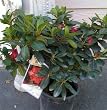 Nuccio's Carnival Azalea Plant One Gallon