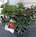 Nuccio's Carnival Azalea Plant One Gallon