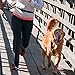 The Buddy System Adjustable Hands Free Dog Leash, Hand-Free Leash for Running, Jogging, Walking, Hiking and Training Service Dogs, Versatile All Dog Sizes - Made in USA - X-Large, Black