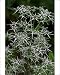Photographic Prints of DAD-1810 Fluela - Part evergreen, hardy perennial from Ardea Wildlife Pets
