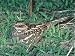 Jigsaw of Mozambique Nightjar - South Luangwa National Park from Ardea