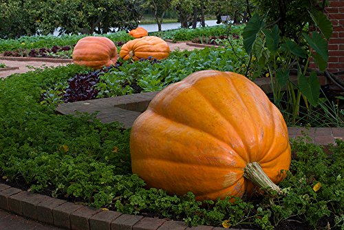 Pumpkin Dills Atlantic Giant 15 Seeds Pumpkin Dills Atlantic Giant 15 Seeds