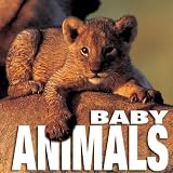 Baby Animals (Cube Books)