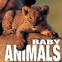 Baby Animals (Cube Books)