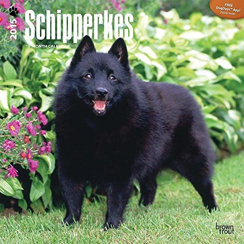 Schipperkes 2015 Wall Calendar