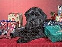 Prints of Dog - Giant Schnauzer - With Christmas presents from Ardea