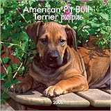 Pit Bull Terrier Am Puppies Mini 2008