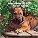 Pit Bull Terrier Am Puppies Mini 2008