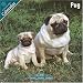 Pug 2010 Wall Calendar #10062-10