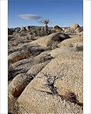 Photographic Prints of Typical landscape, Joshua Tree National Park, California, United States of from Robert Harding