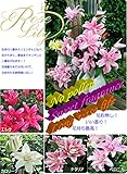 ゴージャスな百合球根 『ローズリリー』大球×3色各1球<br>(ベロニカ1球+カロリーナ1球+お任せ1球)