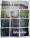 Letters to a Dandelion