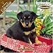 Rottweiler Puppies 2008 Wall Calendar
