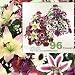 TWO 31" Daisy, Rose, Lily, Eucalyptus Mixed Artificial Flower Arrangement