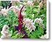 Amazing Amaranth Canvas Print / Canvas Art - Artist Will Borden