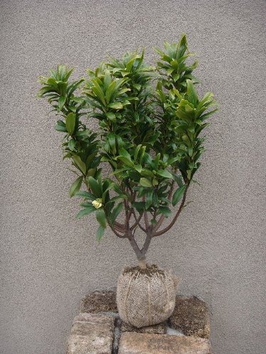 沈丁花　H500～700