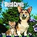 Welsh Corgis 2017 Calendar