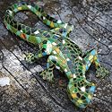 Green Mosiac Lizard Resin Garden Ornament