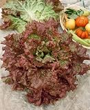 Red Sails Lettuce Seeds - Lactuca Sativa - 0.5 Grams - Approx 450 Gardening Seeds - Vegetable Garden Seed