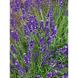 Lavender Seeds Lavandula Angustifolia 1 Grams Approx 100 Gardening Seeds Herb Garden 