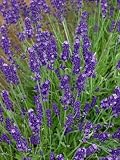 Lavender Seeds - Lavandula Angustifolia - .1 Grams - Approx 100 Gardening Seeds - Herb Garden Seed