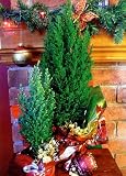 White European Christmas Tree