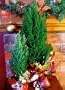 Blue European Cypress Christmas Tree - Chamaecyparis - Indoors/Out - 4.5" Pot