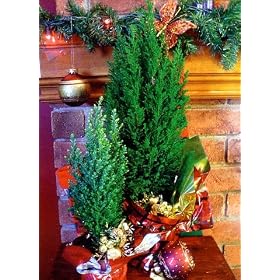 White European Christmas Tree