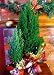 White European Christmas Tree -Easy to grow Indoors/Out