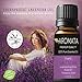 Organic 100% Pure Lavender (lavandula angustifolia) Bulgarian Essential Oil by AROMATA -- Enjoy the soothing, therapeutic health benefits of this premium-quality, undiluted, therapeutic-grade lavender oil and buy with confidence thanks to our 100% money-back guarantee. (15ml)