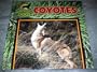 Coyotes (Wild Dogs)